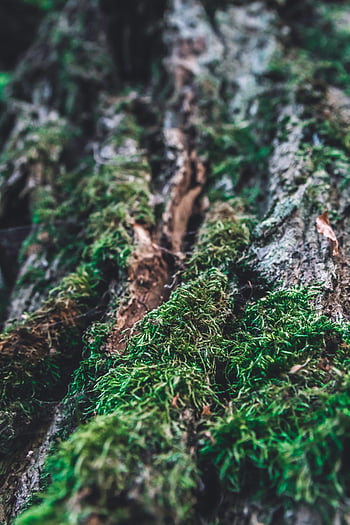 Wallpaper tree, Tulip, moss, jacket, bark, art, kino no tabi, in the woods  for mobile and desktop, section сёнэн, resolution 1920x1439 - download