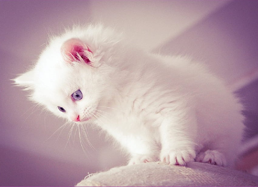 白い子猫、猫、白、キティ、動物 高画質の壁紙