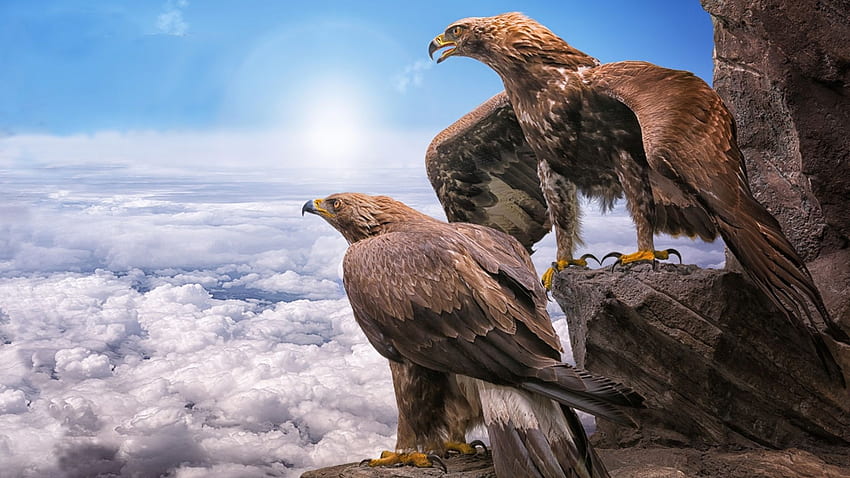 golden eagles, birds, clouds, full, 1920 X 1080 Eagle HD wallpaper