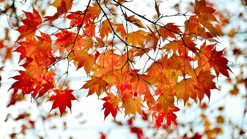Autumn branch red maple leaves , Japanese Maple Leaves HD wallpaper