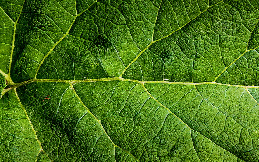 Green Leaves Texture, Macro, , Leaves, Leaves Texture, Green Leaf, Close Up, Leaf Pattern, Leaf Textures, Green Leaves For With Resolution . High Quality HD wallpaper