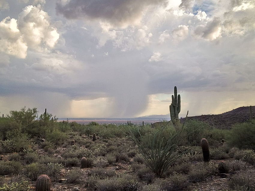 Arizona monsoon rain Sonoran HD wallpaper | Pxfuel