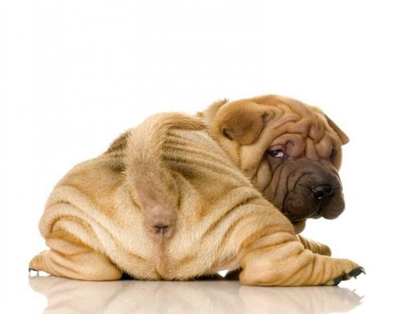 Wrinkly Puppy, puppy, wrinkly dog, sharpei HD wallpaper