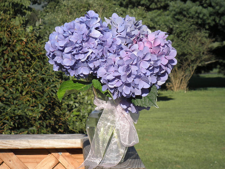 Vase mit Hortensien, Lila, Natur, Blumen, Hortensien HD-Hintergrundbild