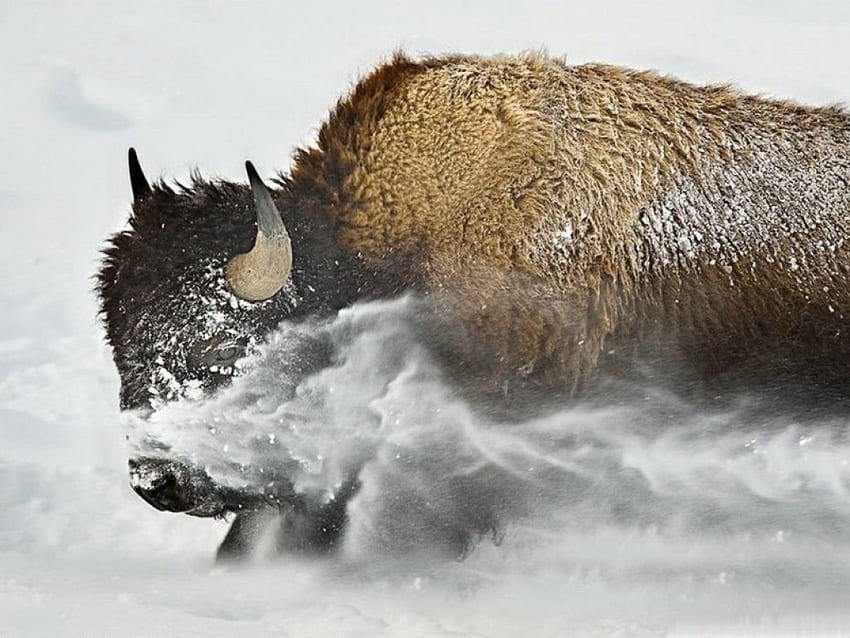 Buffaloes, animal, bison, Definitions, snow, High HD wallpaper