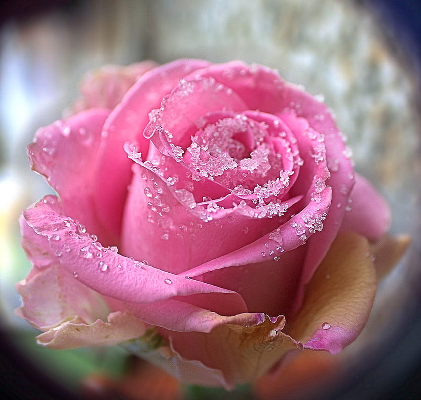 Ice rose, rose, pink, crystals, ice HD wallpaper