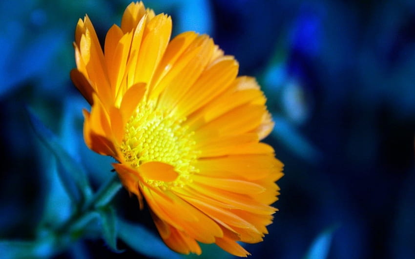 Fleurs jaunes, nature, fleurs, fleur, jaune Fond d'écran HD