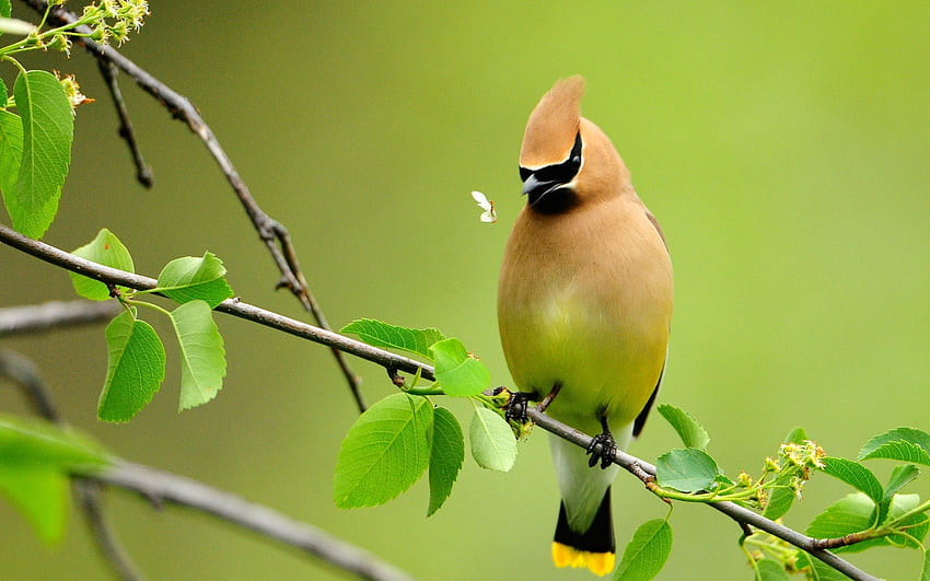 สัตว์ ฤดูร้อน นก สาขา สี น่ารัก ขี้สงสาร วอลล์เปเปอร์ HD