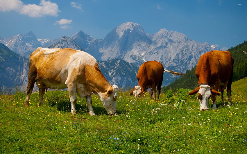 วัวในเทือกเขาแอลป์ [2] - Animal , Livestock วอลล์เปเปอร์ HD