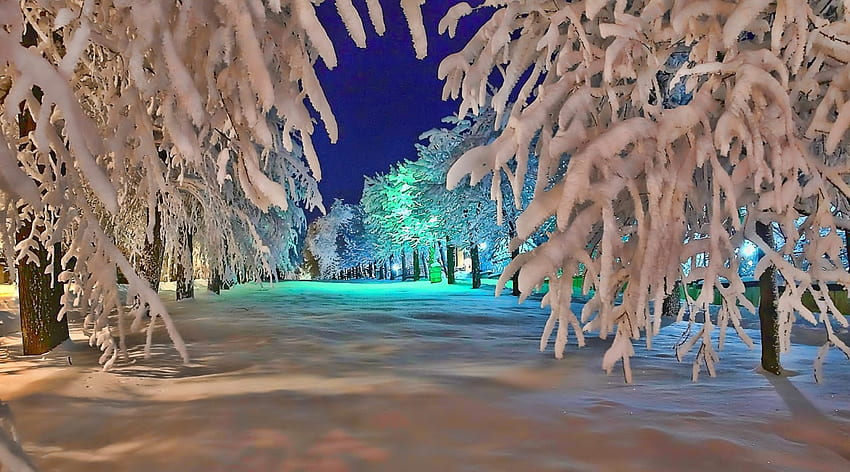 escena de invierno en la noche, invierno, noche, luces, árboles, líneas fondo de pantalla