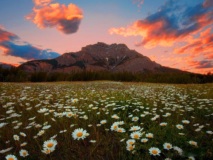 Daisies field, floral, mountain, daisies, field, clouds, nature, flowers, sky, sunset HD wallpaper