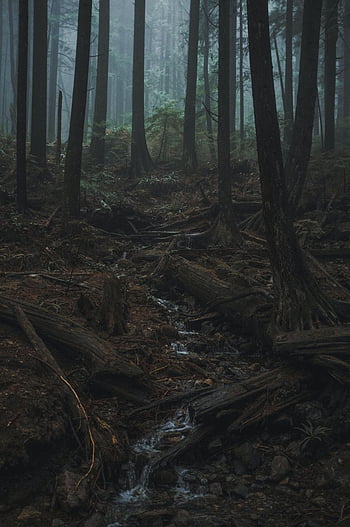 desktop-wallpaper-rain-forest-stunning-d