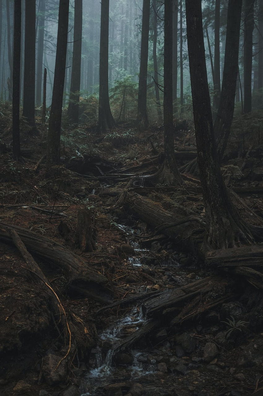 Rain Forest [Stunning!]、Dark Rainy Forest HD電話の壁紙