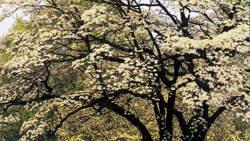 flowering dogwood, Dogwood Tree HD wallpaper