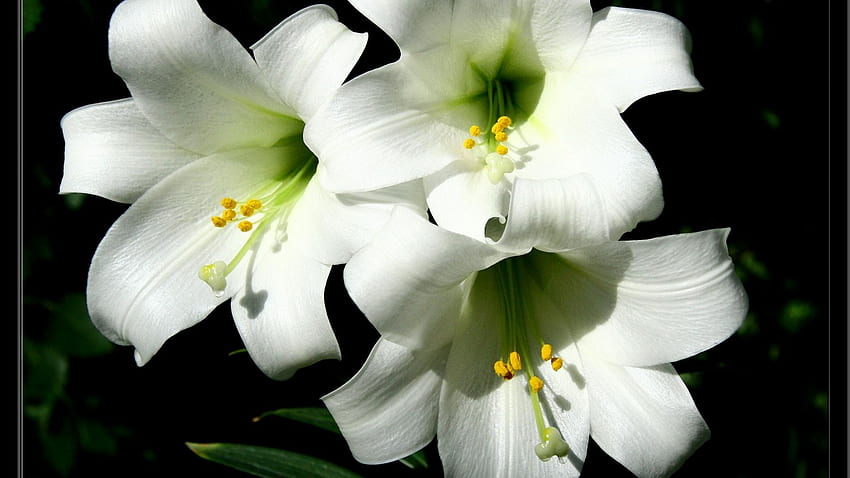 Easter Lilies Forcom [] dla Twojego telefonu komórkowego i tabletu. Poznaj wielkanocną lilię. Piękna Wielkanoc, Wielkanocny Kwiat, Wielkanocny Kwiat Tapeta HD