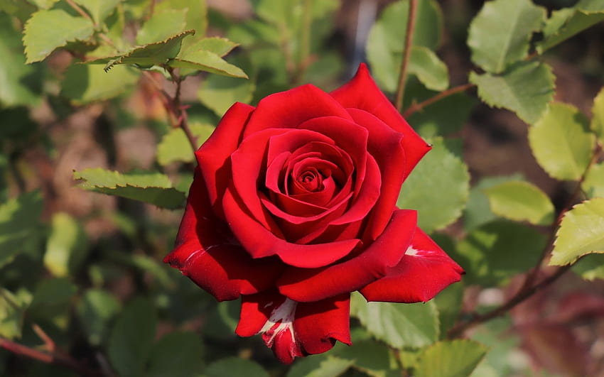 Rose, macro, red, flower HD wallpaper | Pxfuel