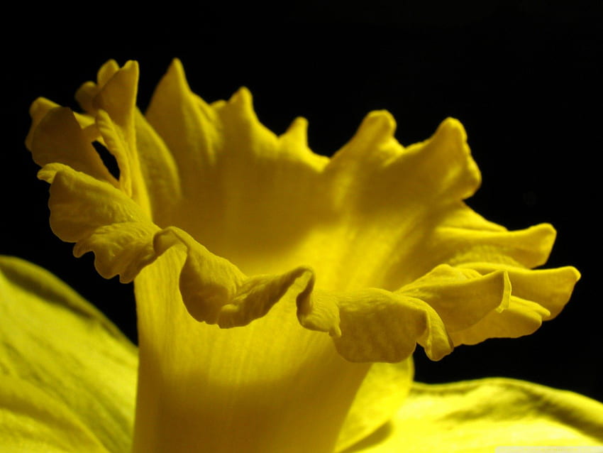THE TRUMPET WILL SOUND, beautiful, beauty, lily, close up, background, lilly, petals, flower, yellow, trumpet, , lovely, macro HD wallpaper