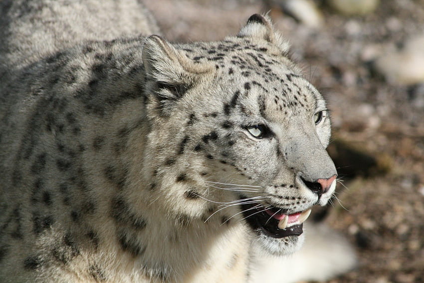 Il leopardo dagli occhi grigi, i grandi felini, i leopardi, gli animali, i felini, i gatti, il leopardo delle nevi Sfondo HD