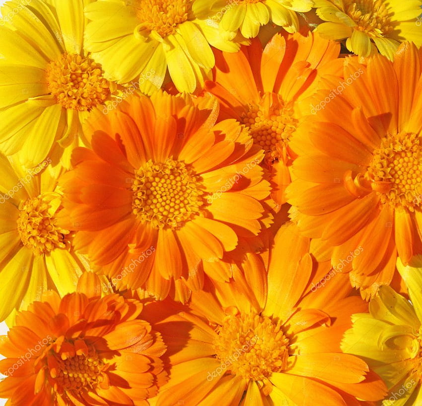 Du stock de fleurs de souci - Calendula - & Contexte Fond d'écran HD