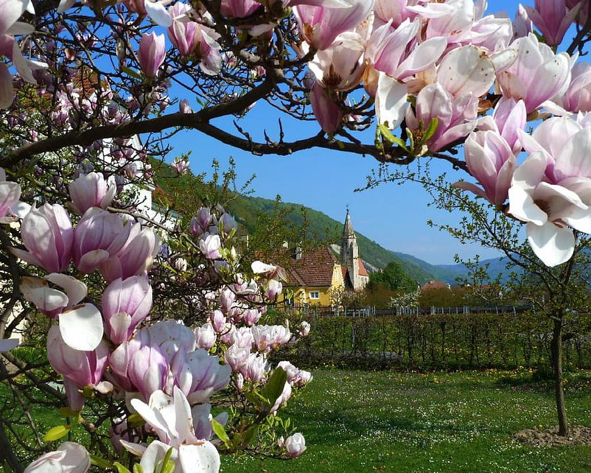 изглед през цветя на магнолия, изглед, природа, цветя, пролет, магнолия, австрия HD тапет