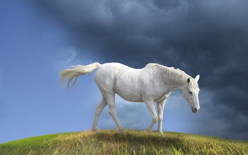 カマリロ ホワイト ホース、白、馬、目、尾、背の高い、たてがみ、動物、耳、カマリロ、脚 高画質の壁紙