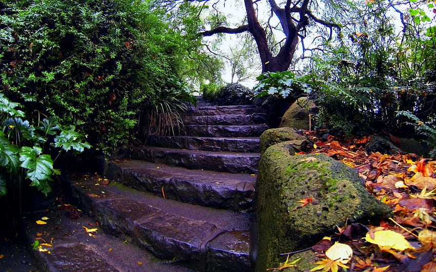 Nature, Trees, Autumn, Stairs, Ladder, Foliage, Moss HD wallpaper