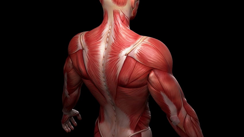 Мускулна система, мускулна анатомия HD тапет