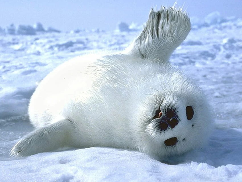 DOR27 Awesome Baby Seal Background,, Cute Seal HD wallpaper
