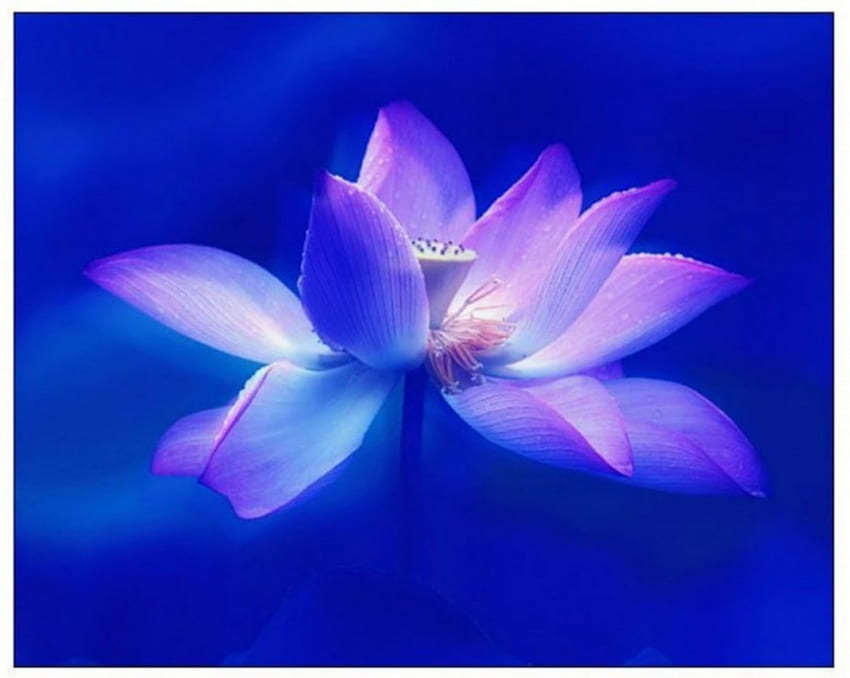 บลูโลตัส สีฟ้า ดอกไม้ นุ่มนวล ธรรมชาติ ดอกบัว วอลล์เปเปอร์ HD