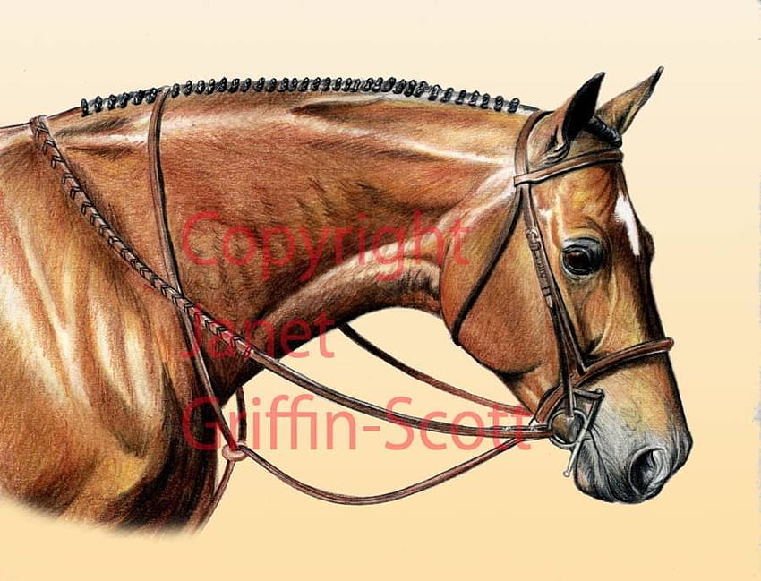 How To: Draw a realistic horse | Horse drawings, Horse drawing, Horses