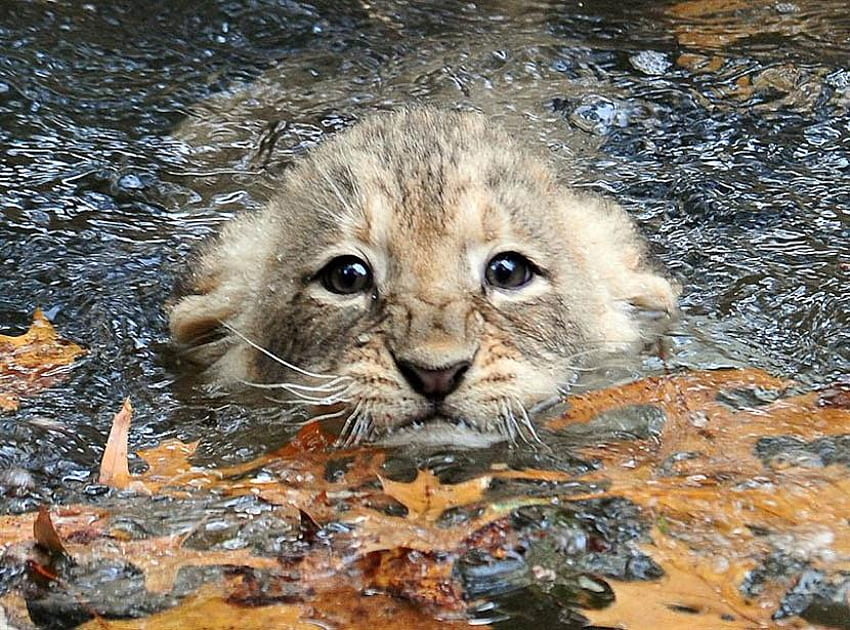 Mum says,I've to learn to Swim, leaves, cub, face, cute, lion, water HD wallpaper