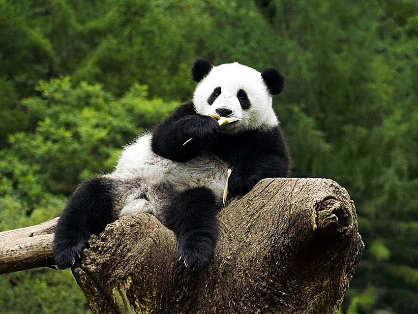Funny Panda - Funny . Funny mages Gallery, Cute Baby Pandas HD wallpaper