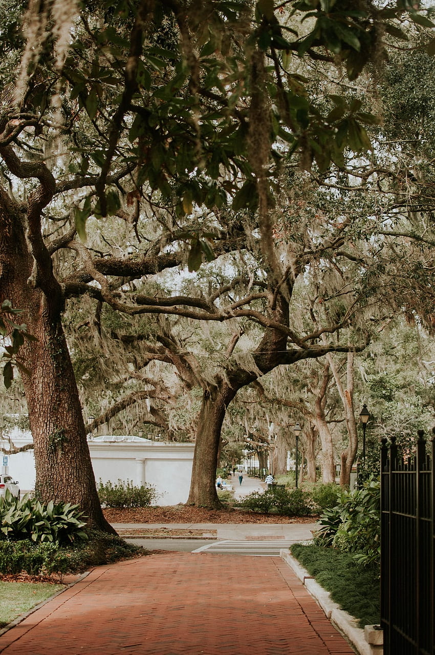 회색 콘크리트 도로 근처의 녹색 잎이 많은 나무 - Unsplash의 Savannah, Savannah Georgia HD 전화 배경 화면
