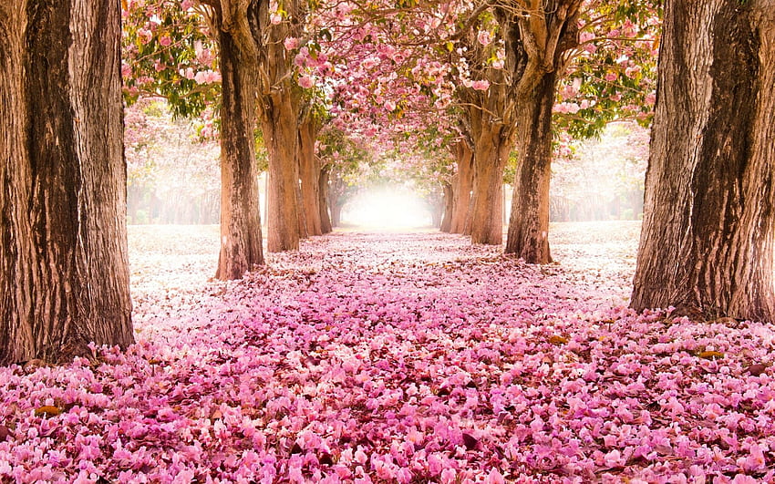 Pink Trees, Pink Leaf HD wallpaper