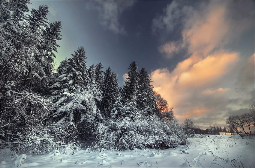 Magical of winter, winter, clouds, trees, snow HD wallpaper