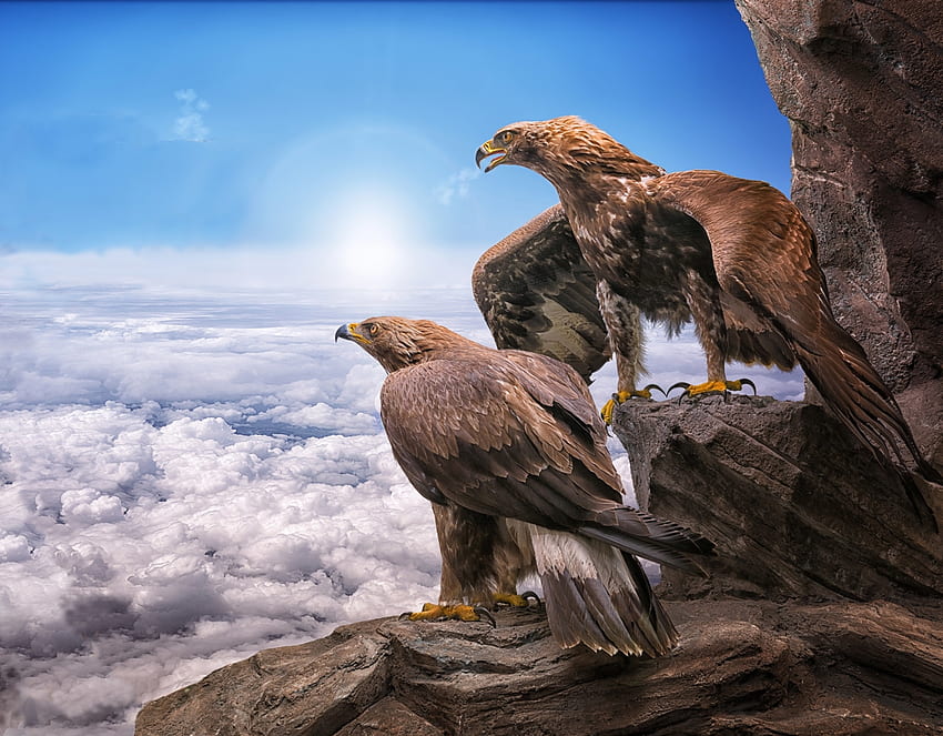 Golden Eagles, pássaros, nuvens papel de parede HD
