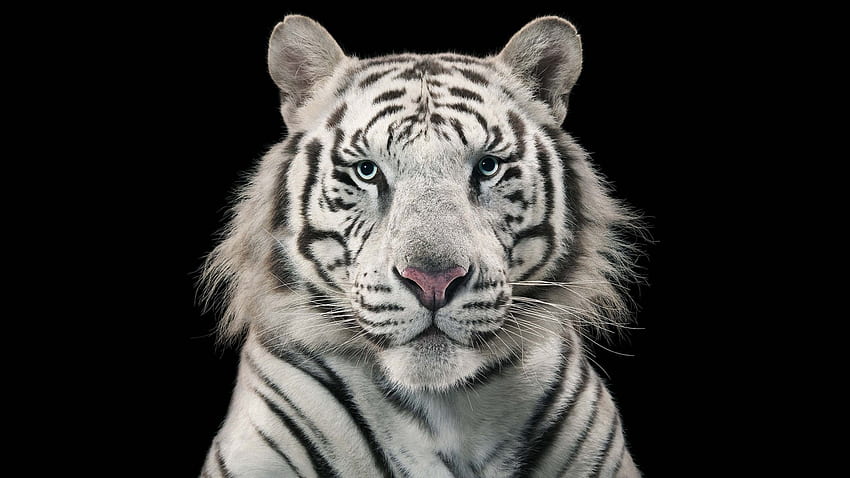Harimau putih, binatang, putih, hitam, mata biru, harimau Wallpaper HD