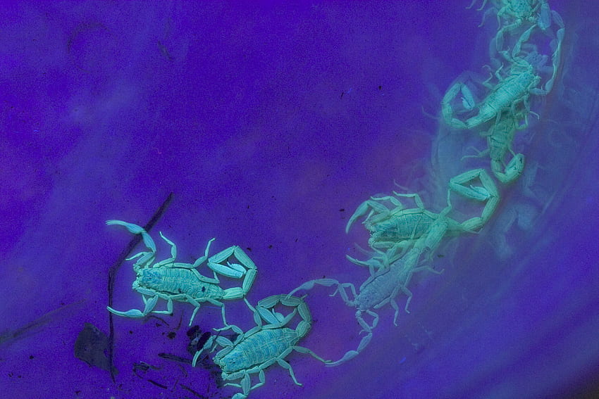 Escorpiones azules, azul, escorpiones, océano, brumoso fondo de pantalla |  Pxfuel