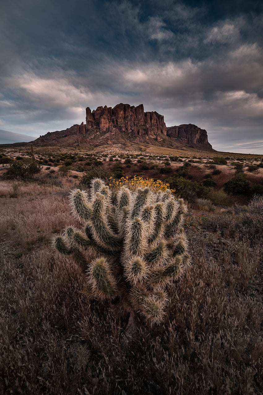 Landscape, Nature, Bush, Usa, Rock, United States, Cactus, Arizona HD phone wallpaper