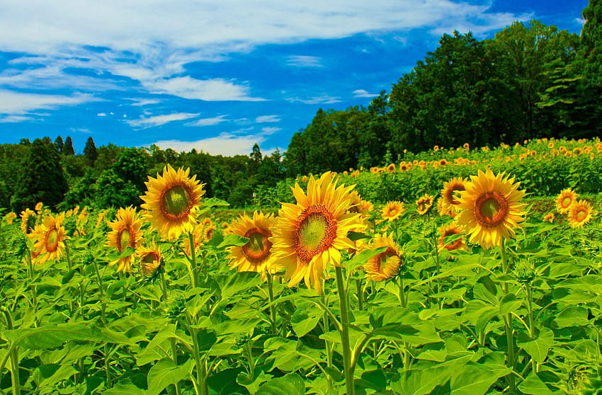 Sonnenblumen, Blumen, Bäume, Himmel, Sommer, Grün, Feld HD-Hintergrundbild