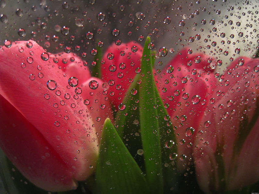 Tulips, Drops, Macro, Flowers Behind Glass HD wallpaper