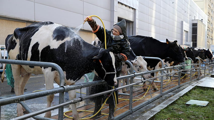 Перфектен ден: Запознайте се със стартъпа, който прави мляко – без крави, краве мляко HD тапет