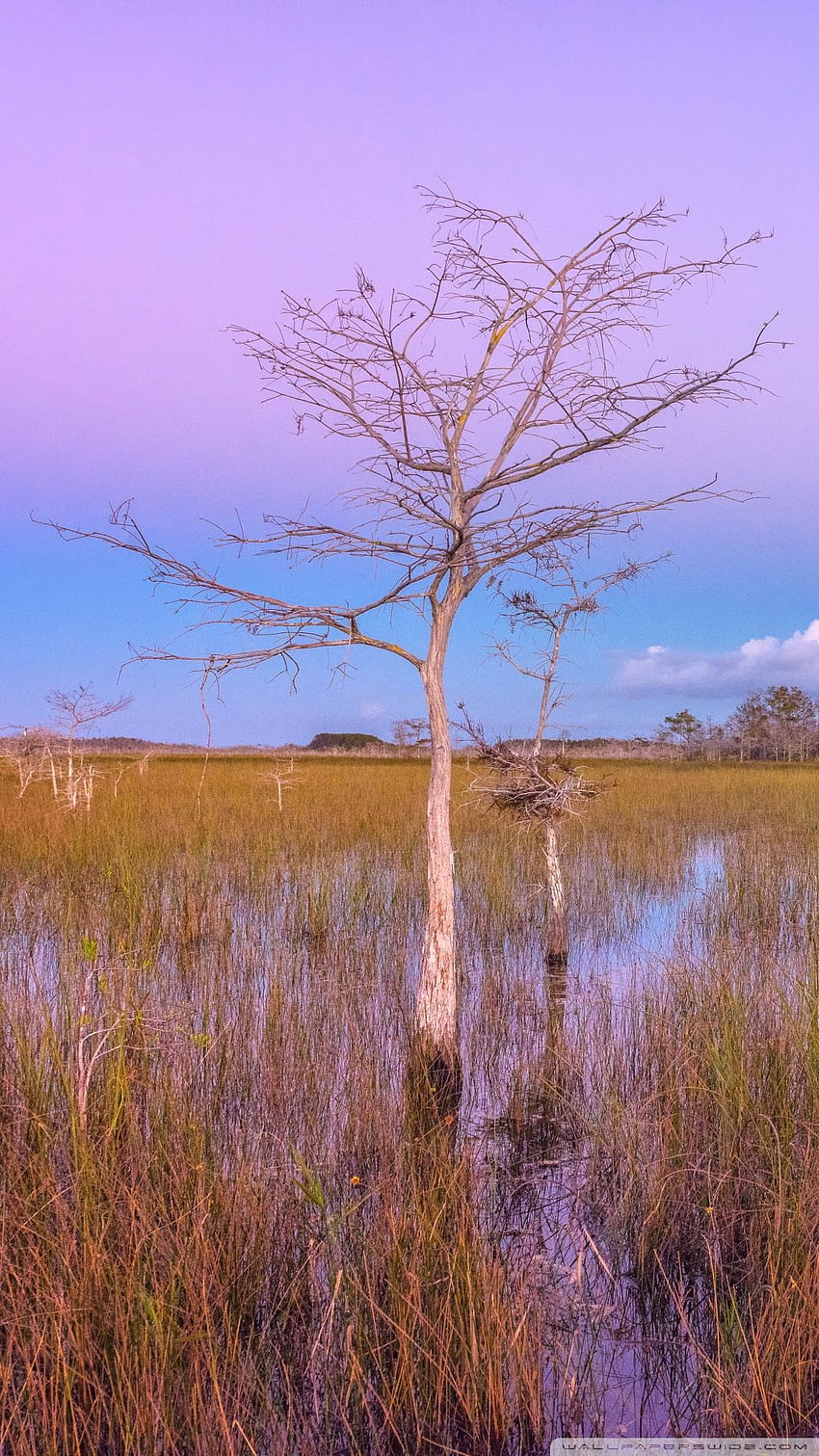 Pink Sunset, Wetlands, Everglades National Park Ultra HD phone wallpaper