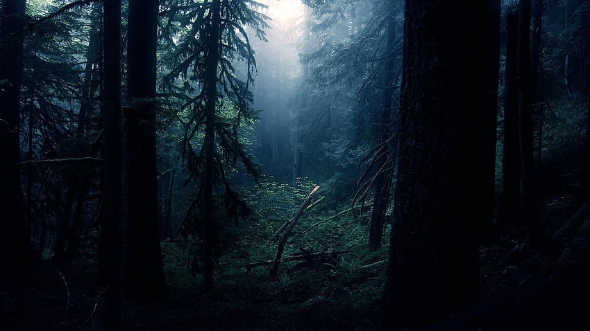 Bosque de Harry Potter, ambiente oscuro fondo de pantalla