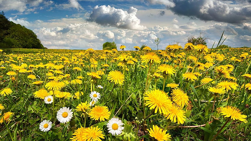 Nature Yellow flower Meadow Taraxacum Many Clouds, Yellow Dandelion HD wallpaper