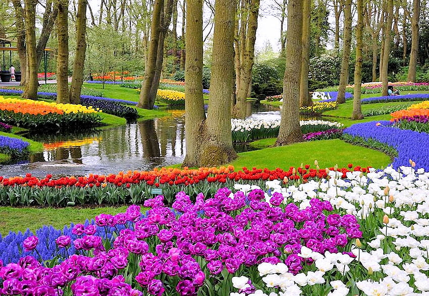 Keukenhof Bahçeleri, Hollanda, nehir, çiçekler, ağaçlar, çiçekler, bahar, laleler HD duvar kağıdı