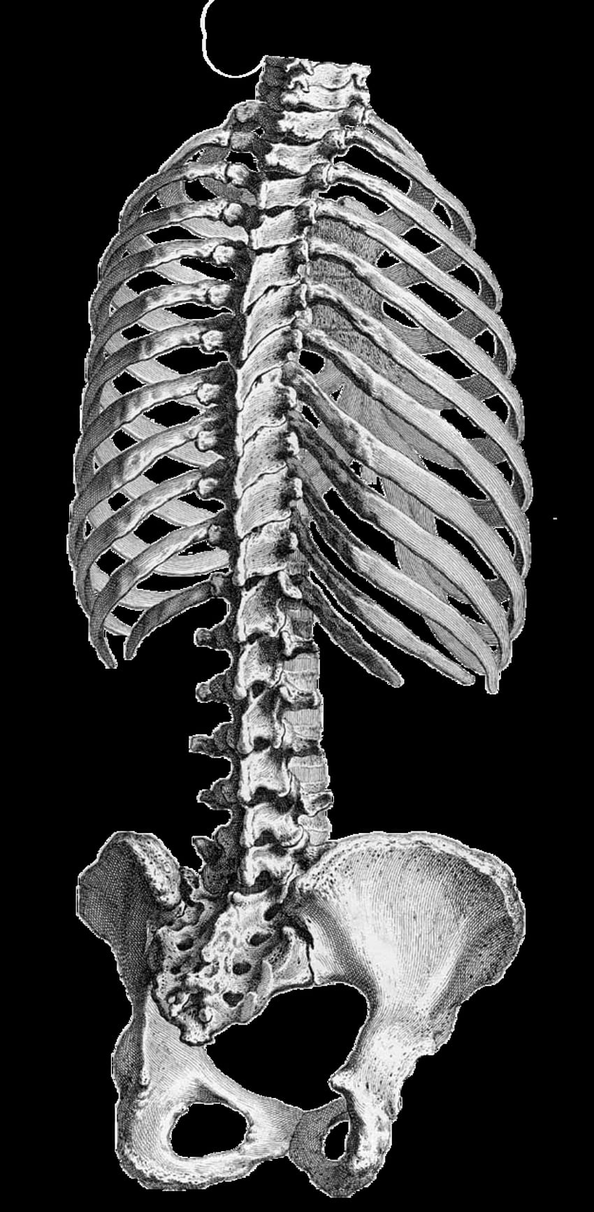 Human anatomy Rib cage Vertebral column Pelvis - Rib Cage png HD phone wallpaper
