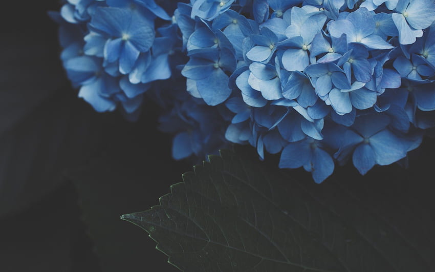 Blue Hydrangea, Inflorescence, Close Up HD wallpaper