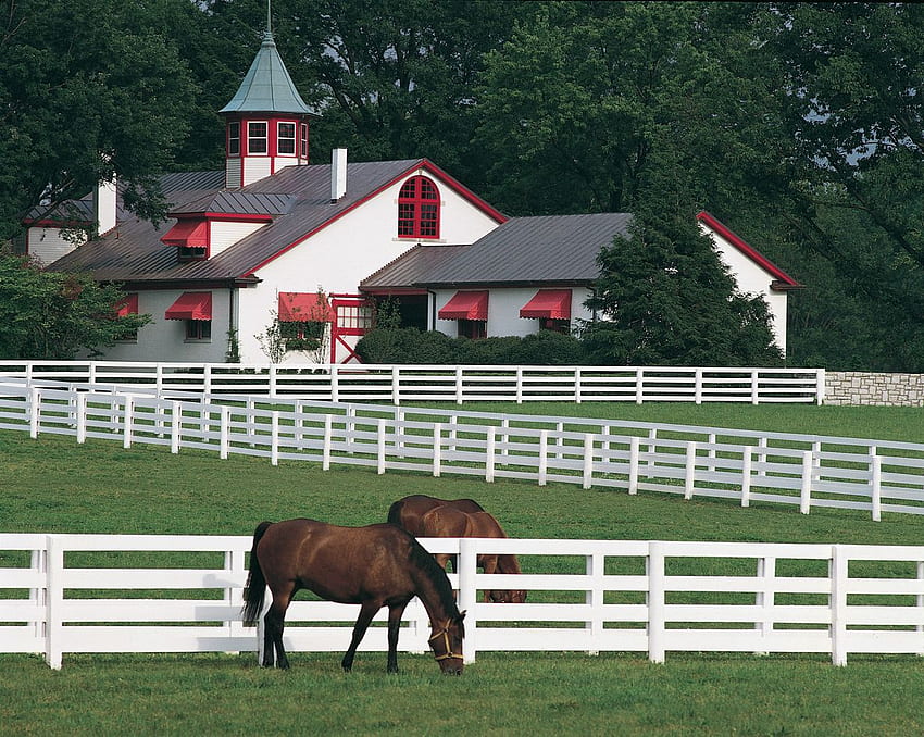 : ม้า ม้าแข่ง และฟาร์มม้า Horse Ranch วอลล์เปเปอร์ HD