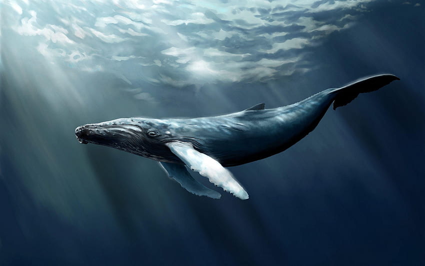 วาฬ . วาฬ วาฬ วาฬมินิมอล วอลล์เปเปอร์ HD